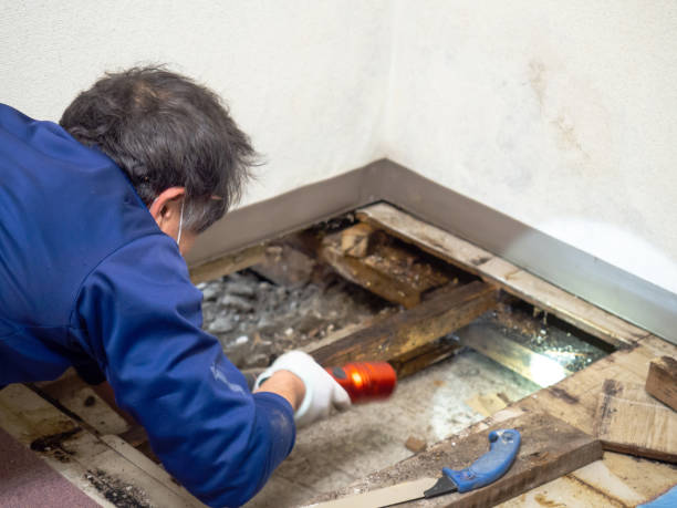 Best Professional Mold Removal  in Denham Springs, LA