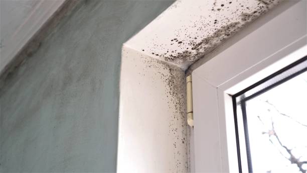 Trusted Denham Springs, LA Mold Removal Experts