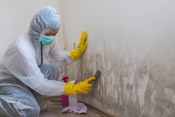 Certified Mold Removal in Denham Springs, LA