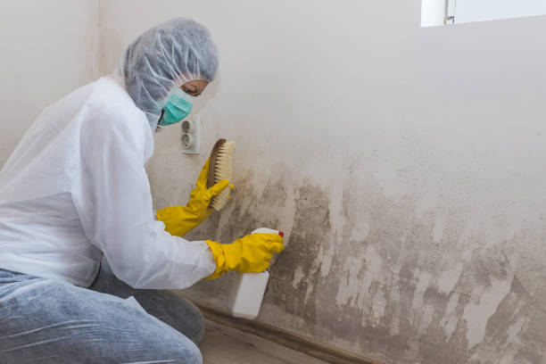 Best Office Mold Removal Services  in Denham Springs, LA