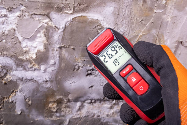 Best Best Mold Removal Companies  in Denham Springs, LA