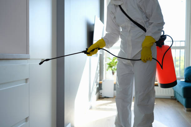 Best Mold Remediation  in Denham Springs, LA