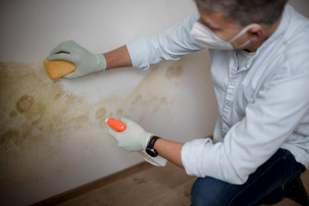 Best Local Mold Removal Service  in Denham Springs, LA