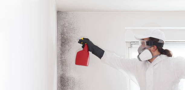 Best Mold Testing  in Denham Springs, LA