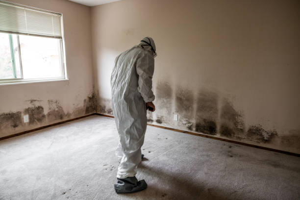 Best Commercial Mold Removal  in Denham Springs, LA