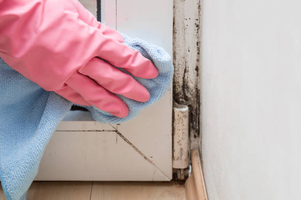 Best Fast Mold Removal  in Denham Springs, LA
