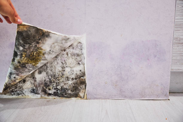 Best Water Damage Restoration  in Denham Springs, LA